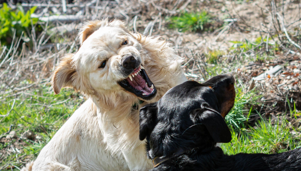 How To Receive Compensation For A Dog Bite Injury